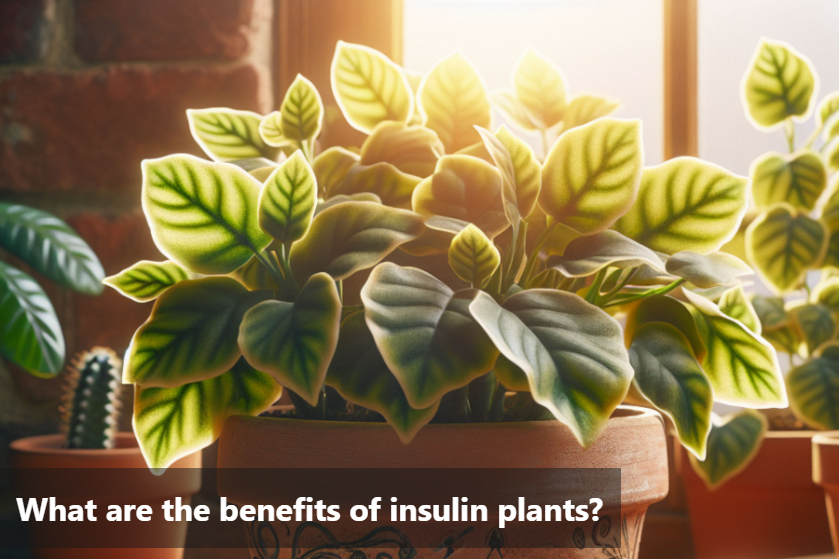 Insulin plant in pot, highlighting its benefits and uses.